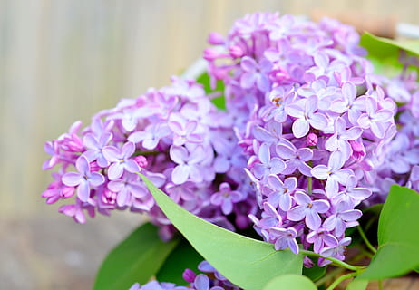 selektif, fotografi fokus, berwarna merah muda, bunga cluster, ungu, bunga-bunga, musim semi, kelopak, menanam, alam, berkembang, indah, merapatkan, flora, bunga ungu, bunga lilac, bunga, cabang, semak lilac, musim panas, makro, taman, semak, kerapuhan, kesegaran, tidak ada orang, tanaman berbunga, kerentanan, keindahan di alam, daun bunga, hal berkembang, kepala bunga, warna merah jambu, pertumbuhan, fokus pada latar depan, daun, bagian tanaman, hydrangea, seikat bunga, buket, merangkai bunga, 5K, CC0, domain publik, bebas royalti