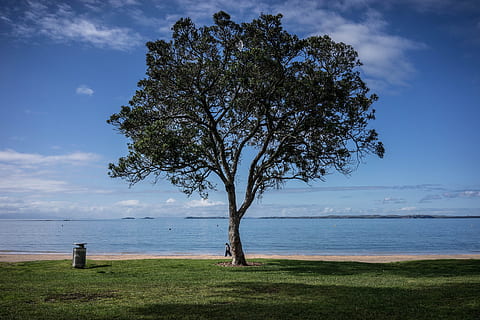 verde, albero, accanto, spiaggia, albero verde, bella vista, minimo, vista, paesaggio, natura, cielo, viaggio, simpatico, all'aperto, estate, primavera, colore, naturale, acqua, scena, blu, erba, stagione, ramo, sole, luce del sole, soleggiato, ambiente, Stupefacente, turismo, impressione, luce, mare, vacanza, isola, paesaggio marino, nuvola - cielo, Paesaggi, orizzonte sull'acqua, pianta, terra, bellezza nella natura, scenics - natura, la tranquillità, orizzonte, scena tranquilla, giorno, campo, nessuno, 5K, CC0, dominio pubblico, privo di copyright