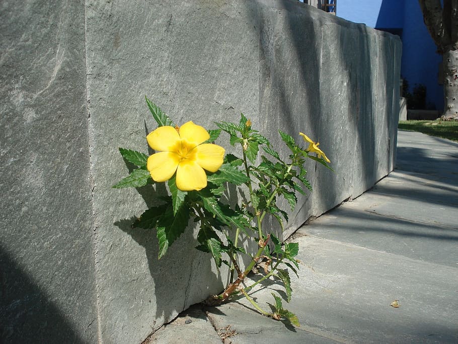 Mauer Blume, Straßenrand, Pflanze, Blume, blühende Pflanze, Gelb, Natur, Frische, Verletzlichkeit, Zerbrechlichkeit, Wachstum, Sonnenlicht, Tag, Schönheit in der Natur, Nahansicht, Blütenblatt, die Architektur, Wandbau - Funktion, keine Leute, Blütenkopf, Blütenstand, gebaute Struktur, draußen, Beton, 2K