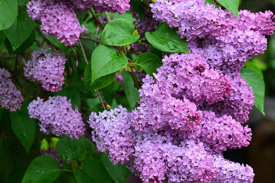 organo, fiore, natura, primavera, buddleja davidii, pianta fiorita, pianta, bellezza nella natura, vulnerabilità, crescita, freschezza, fragilità, parte vegetale, foglia, avvicinamento, viola, lilla, petalo, colore rosa, giorno, nessuno, botanica, testa di fiore, all'aperto, un mazzo di fiori, 2K