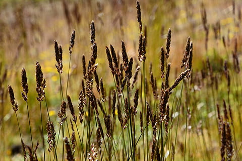 blomst, natur, makro, vårblomster, anlegg, blomster, bladene er, vår, lilla blomster, vakker, farge, makro chichewa, fargerik, grønn, Lukk, Tyrkia, blomst bilde, farger, skjønnhet, bakgrunn, detaljbilder, levende farge, lilla, sommer, årstid, landskap, blå, flora, gul, botanisk, naturlig liv, plantedeksel, vekst, felt, fokusere på forgrunnen, jordbruk, land, kornblanding, ingen folk, skjønnhet i naturen, nærbilde, avling, ro, dag, landlige scene, utendørs, sollys, gård, brun, havre - avling, 5K, CC0, offentlig domene, opphavsrett gratis