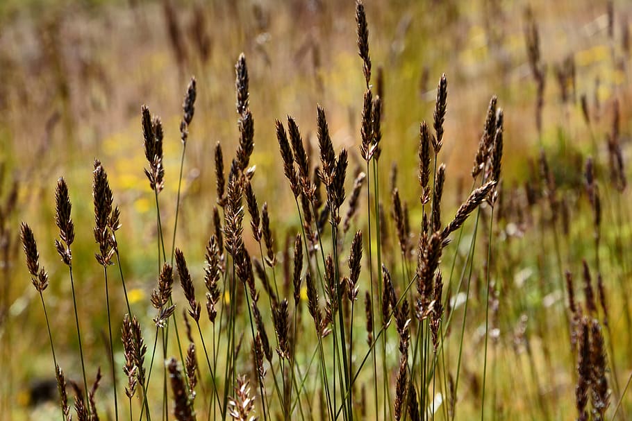 Blume, Natur, Makro, Frühlingsblumen, Pflanze, Blumen, die blätter sind, Frühling, lilane Blumen, wunderschönen, Farbe, Makro-Chichewa, bunt, Grün, schließen, Truthahn, Blumenbild, Farben, Schönheit, Hintergrund, Detailaufnahmen, lebendige Farbe, lila, Sommer-, Jahreszeit, Landschaft, Blau, Flora, Gelb, botanisch, natürliches Leben, Pflanzendecke, Wachstum, Feld, Fokus auf den Vordergrund, Landwirtschaft, Land, Getreidepflanze, keine Leute, Schönheit in der Natur, Nahansicht, Ernte, Ruhe, Tag, ländliche Szene, draußen, Sonnenlicht, Bauernhof, braun, Hafer - Ernte, 5K