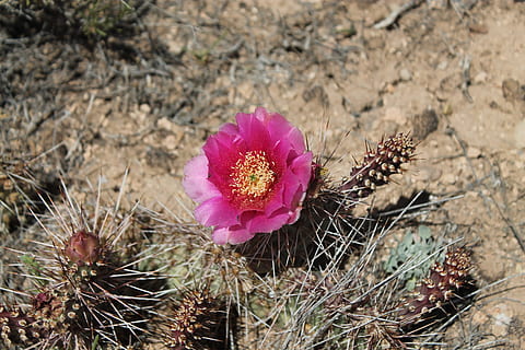flor de cactus, naturaleza, botánico, cactus, flor, rojo, Desierto, espina, floreciente, espinoso, planta, nadie, color rosa, planta floreciendo, belleza en la naturaleza, de cerca, planta suculenta, crecimiento, frescura, inflorescencia, cabeza de flor, fragilidad, vulnerabilidad, tierra, pétalo, día, al aire libre, polen, clima árido, clima, 4K, CC0, dominio público, libre de derechos