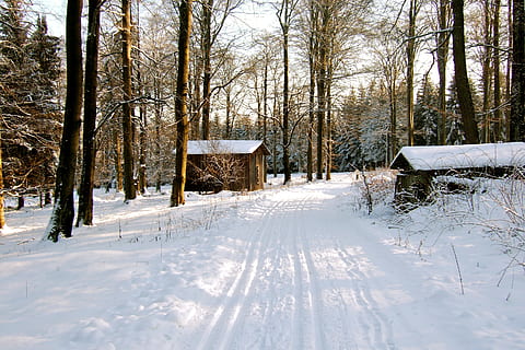 talvimetsä, lumi, talvinen, hartsi, polku, luminen, kylmä lämpötila, talvi-, puu, kasvi, maa, päällyste, luonto, valkoinen väri, paljas puu, päivä, kauneus luonnossa, rakennettu rakenne, ei ihmisiä, puun runko, arkkitehtuuri, runko, tyyneys, rauhallinen kohtaus, ulkona, lumiset vuoret, jauhemaali, 2K, CC0, public domain, rojaltivapaa