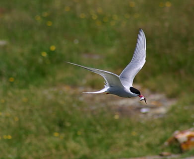 fliegender Vogel, Flussseeschwalbe, Vogel, Raubtier, Beute, Fisch, fliegend, Tierwelt, Natur, Flügel, Schnabel, Flug, draußen, Tiere in freier Wildbahn, Tierthemen, die Flügel ausbreiten, Tier, Wirbeltier, in der Luft, ein Tier, keine Leute, Bewegung, Fokus auf den Vordergrund, Tag, Zoologie, Schönheit in der Natur, Möwe, selektiver Fokus, 1080P, CC0, gemeinfrei, lizenzfrei