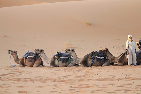 désert, Sahara, marocain, le sable, adulte, en plein air, un seul homme, Seulment les adultes, mammifère, animaux domestiques, national, chameau, animal de travail, groupe d'animaux, terre, la nature, séance, personnes, groupe de personnes, Hommes, vertébré, climat, journée, climat aride, 2K, CC0, domaine public, libre de droits