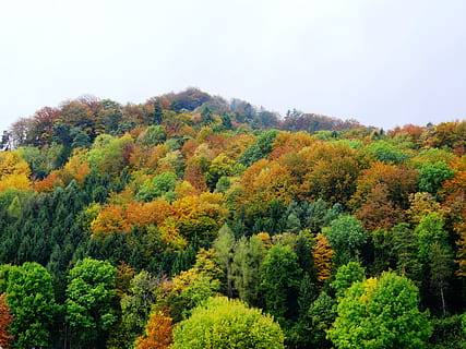 herfst, Bos, bomen, natuur, herfst bos, val kleur, kleurrijk, boom, blad, landschap, buitenshuis, bos-, Vakantiebestemmingen, geel, weelderig gebladerte, groene kleur, rood, schoonheid in de natuur, seizoen, Oranje kleur, kleurenbeeld, fabriek, geen mensen, dennenboom, kalmte, verandering, groei, rustige scène, scenics - natuur, land-, dag, hemel, niet-stedelijke scène, naaldboom, dennenbos, herfstcollectie, 5K, CC0, publiek domein, royaltyvrij