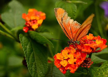 farfalla, natura, farfalla, natura, fiore, foglia, colore arancione, freschezza, crescita, pianta fiorita, fragilità, pianta, bellezza nella natura, vulnerabilità, invertebrato, petalo, avvicinamento, temi animali, insetto, parte vegetale, fauna selvatica, animali allo stato selvatico, animale, testa di fiore, nessuno, farfalla - insetto, ala animale, lantana, all'aperto, impollinazione, 2K, CC0, dominio pubblico, privo di copyright