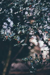 selettivo, fotografia a fuoco, bianca, rosa, fiori petalo, albero, frutta, fotografia, giorno, agrifoglio, bacca, ramo, foglia, Natale, natura, stagione, pianta, fiore, all'aperto, primavera, avvicinamento, freschezza, fiorire, testa di fiore, petalo, bellezza nella natura, messa a fuoco selettiva, nessuno, crescita, fragilità, vulnerabilità, pianta fiorita, la tranquillità, concentrarsi sulle conoscenze acquisite, parte vegetale, ciliegio, 5K, CC0, dominio pubblico, privo di copyright