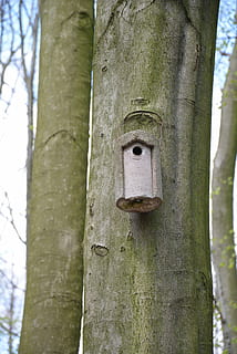 foresta, voliera, primavera, natura, faggio, albero, tronco, tronco d'albero, pianta, nessuno, concentrarsi sulle conoscenze acquisite, giorno, avvicinamento, all'aperto, terra, metallo, protezione, sicurezza, legno - materiale, crescita, strutturato, a distanza, 4K, CC0, dominio pubblico, privo di copyright