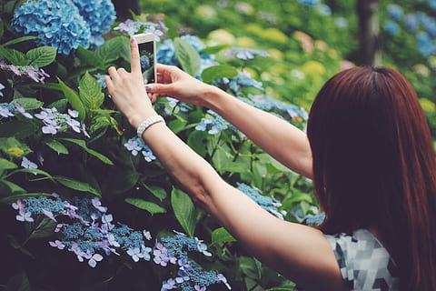 tilt objektivfotografi, kvinne, rød, hår, ta, bilde, blomst, tilt, linse, fotografering, kvinne med rødt hår, kvinner, natur, utendørs, hunner, mennesker, én person, ung voksen, sommer, avslapning, skjønnhet, voksen, livsstil, skjønnhet i naturen, kaukasisk etnisitet, holding, grønn farge, vakker, anlegg, unge kvinner, våren, smilende, kun en kvinne, bare kvinner, kun voksne, ekte folk, mobiltelefon, smart telefon, teknologi, bærbar informasjonsenhet, trådløs teknologi, fotografering temaer, fritidsaktivitet, telefon, kommunikasjon, bruker telefon, dag, frisyre, 1080P, CC0, offentlig domene, opphavsrett gratis