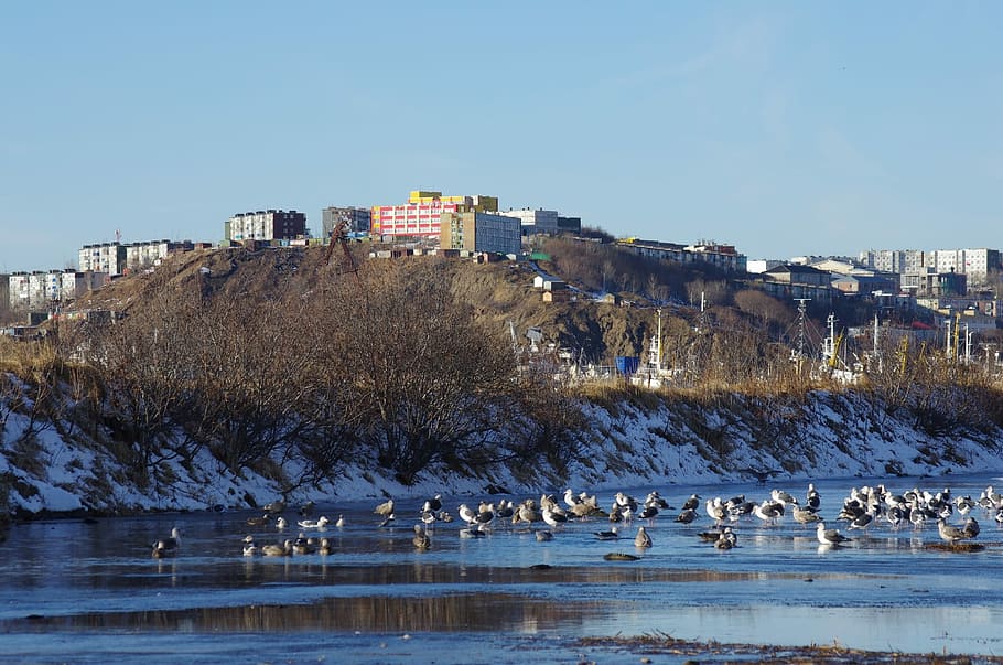 l'oceano Pacifico, costa, spiaggia, onda, gabbiani, un gregge di, uccelli, mare, sabbia, paesaggio marino, Surf, città, acqua, architettura, esterno dell'edificio, animali allo stato selvatico, temi animali, animale, vertebrato, grande gruppo di animali, uccello, struttura costruita, gruppo di animali, fauna selvatica, natura, cielo, destinazioni di viaggio, lago, albero, giorno, cielo sereno, nessuno, all'aperto, Stormo di uccelli, 1080P