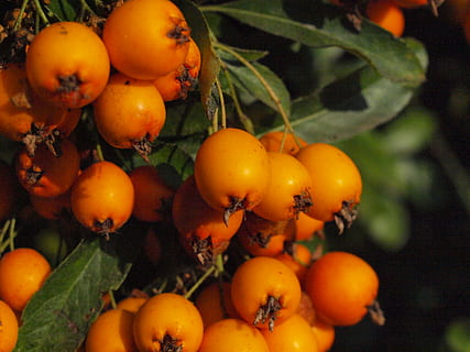haw, ovoce, bobule, sorbus, oranžový, sorbus aria, jídlo, jídlo a pití, Zdravé stravování, rostlina, růst, strom, svěžest, oranžová barva, Příroda, nikdo, list, rostlinné části, blahobyt, zemědělství, tomel, den, detail, ovocný strom, venku, zralý, jeřabinovo, 2K, CC0, veřejná doména, bez autorských práv