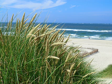 gespa verda, sylt, platja, Alemanya, nord, sorra, oceà, illa, aigua, Costa, a l'aire lliure, naturalesa, Peter peter, turista, strandkorb, costaner, duna, mar, cadira, paisatge, estiu, viatjar, paisatge marí, vista, línia de costa, terra, cel, horitzó sobre l’aigua, horitzó, bellesa a la natura, herba, planta, escenics - natura, tranquil·litat, herba de marram, dia, creixement, núvol - cel, escena tranquil·la, 4K, CC0, domini públic, lliure de regalies