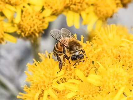 befrugtning, bi, blomst, gul, forår, natur, insekt, dyr, makro, et dyr, dyr i naturen, dyreliv, blomstrende plante, dyre temaer, hvirvelløse, skrøbelighed, blomsterhoved, kronblad, sårbarhed, plante, skønhed i naturen, friskhed, tæt på, blomsterstand, bestøvning, ingen mennesker, pollen, honningbi, udendørs, humlebi, 1080P, CC0, offentligt domæne, royaltyfrie