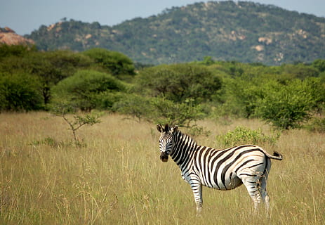 fotografování divoké zvěře, zebra, stojící, travnaté hřiště, pruhy, hora, strom, tráva, louka, divoký, Příroda, volně žijících živočichů, polokwane herní rezervace, polokwane, Jižní Afrika, Afrika, zvíře, cebra, zvířat, pruhovaný, zvířata ve volné přírodě, rostlina, savec, jednoho zvířete, pole, obratlovců, přistát, nikdo, den, venku, býložravý, 1080P, CC0, veřejná doména, bez autorských práv