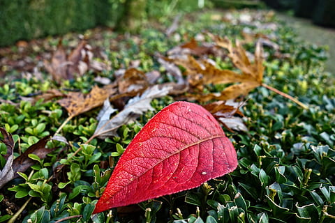 fulla de tardor, fulla caiguda, venes, fulla vermella, estacional, de novembre, cobertura, coberta retallada, jardí, full, part de la planta, primer pla, planta, creixement, canvi, naturalesa, tardor, fragilitat, bellesa a la natura, sec, vulnerabilitat, cap gent, terra, centrar-se en primer pla, dia, vermell, camp, a l'aire lliure, fulles, caure, condició natural, rosada, gota de pluja, 4K, CC0, domini públic, lliure de regalies