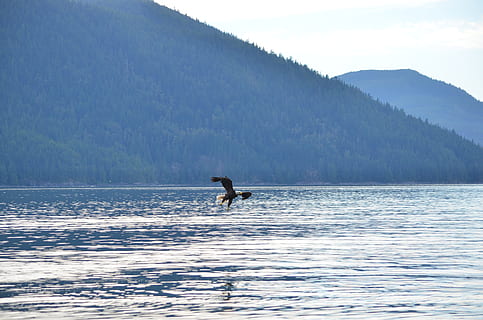 Adler, hochfliegend, fliegend, Angeln, Weißkopfseeadler, Britisch-Kolumbien, Kanada, Tier, Wasser, Tierthemen, ein Tier, Säugetier, Tierwelt, Natur, Tiere in freier Wildbahn, Wirbeltier, Tag, Schönheit in der Natur, Meer, Berg, Landschaft, Szenen - Natur, keine Leute, Umgebung, draußen, 4K, CC0, gemeinfrei, lizenzfrei