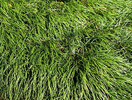 siergras, achtergrond, backdrop, natuur, gras, decoratie, fabriek, groen, natuurlijk, sier-, tuin-, blad, decoratief, kruid, structuur, weide, kleur, buitenshuis, landschap, kleurrijk, veld-, borstel, helder, seizoen, achtergronden, groene kleur, zomer, versheid, groei, volledig kader, schoonheid in de natuur, dag, land-, hoge hoekmening, kalmte, geen mensen, gebladerte, weelderig gebladerte, deel van de plant, naaldboom, 5K, CC0, publiek domein, royaltyvrij