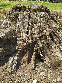 Log, Natur, Baum, Holz, Borke, Wald, morsch, Struktur, Wurzel, alt, spröde, beenden, Korn, Baumstämme, Baumwurzel, schließen, Rock, Pflanze, Tag, keine Leute, Rock - Objekt, Land, solide, texturiert, Sonnenlicht, Ruhe, Schönheit in der Natur, Feld, draußen, Felsformation, Holz - Material, Gras, Rau, Wachstum, tote Pflanze, erodiert, 4K, CC0, gemeinfrei, lizenzfrei