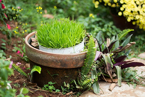naturalesa, herba, Caixa, estiu, primavera, fresc, color, planta, color verd, creixement, cap gent, planta en test, dia, centrar-se en primer pla, bellesa a la natura, a l'aire lliure, part de la planta, davant o pati del darrere, full, enfocament selectiu, primer pla, agricultura, jardineria, contenidor, menjar i beguda, test de flor, 5K, CC0, domini públic, lliure de regalies