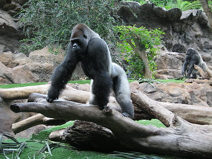 kaksi, harmaa, gorillat, puu, päivä-, gorilla, apina, kädellinen, vaikuttava, synkkä, hallitseva, näkymä, silverback, eläinten villieläimet, yksi eläin, eläin, eläimiä, ei ihmisiä, eläinten teemoja, nisäkäs, selkärankainen, luonto, eläintarha, päivä, rock, rock - esine, kasvi, vankeudessa, vankka, 4K, CC0, public domain, rojaltivapaa