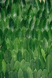 fulles de plantes vermelles, lot de fulla verda, fulles, verd, patró, planta, badia, repetició, textura, pis, flatlay, pis pla, tall, tija, branca, flor, natura morta, marc complet, color verd, full, fons, part de la planta, cap gent, naturalesa, primer pla, vena de la fulla, bellesa a la natura, directament a sobre, dia, patró natural, a l'aire lliure, vista d’angle alt, creixement, 5K, CC0, domini públic, lliure de regalies