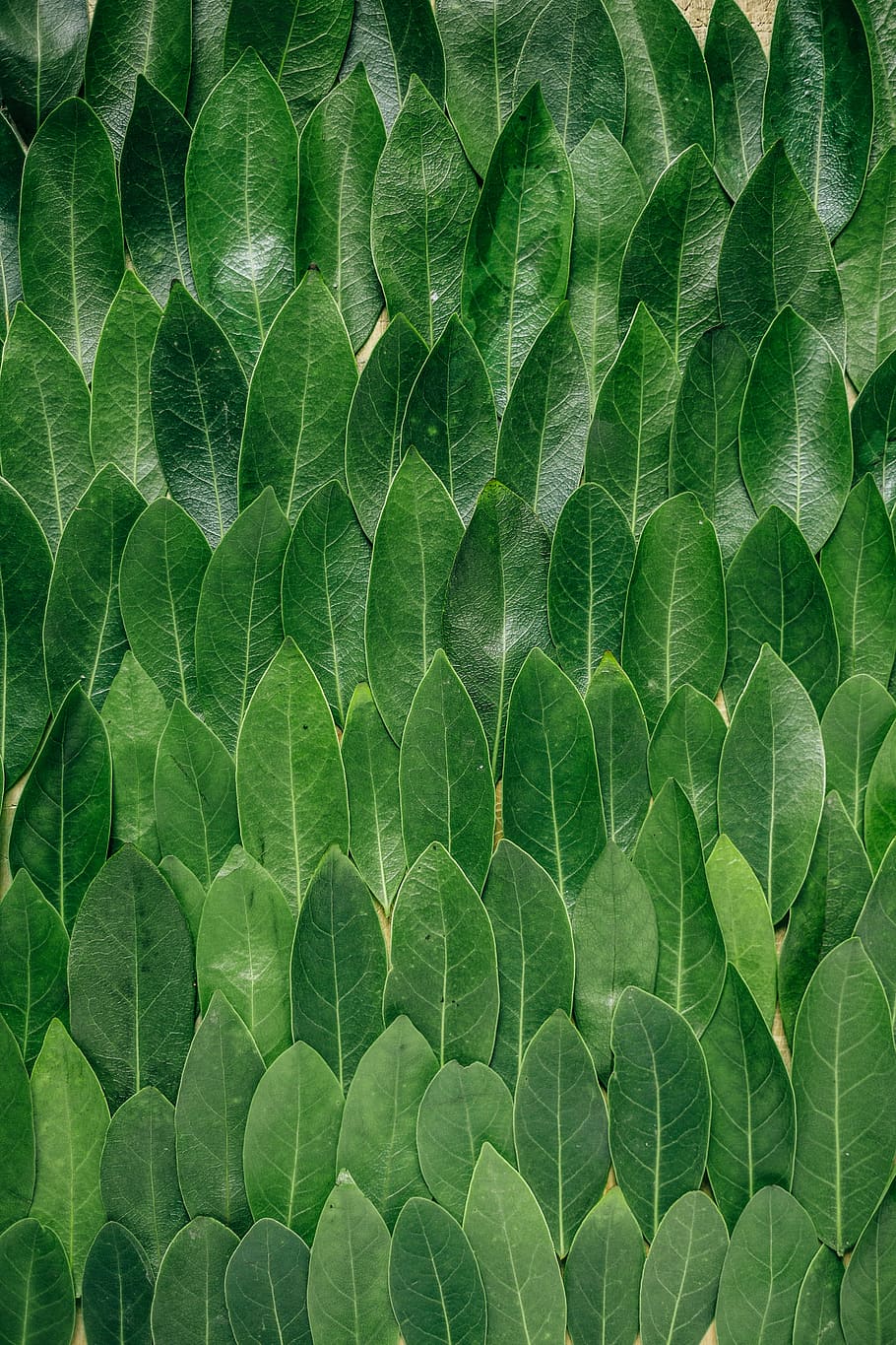 fulles de plantes vermelles, lot de fulla verda, fulles, verd, patró, planta, badia, repetició, textura, pis, flatlay, pis pla, tall, tija, branca, flor, natura morta, marc complet, color verd, full, fons, part de la planta, cap gent, naturalesa, primer pla, vena de la fulla, bellesa a la natura, directament a sobre, dia, patró natural, a l'aire lliure, vista d’angle alt, creixement, 5K