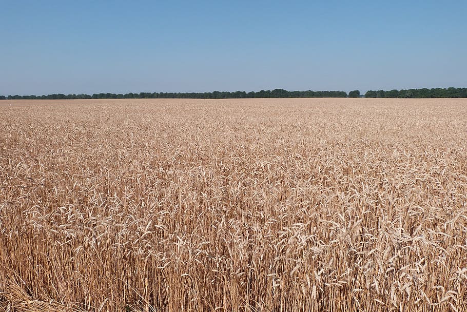 weat, blat, camp, agricultura, paisatge, planta de cereals, cel, escena rural, terra, cultiu, naturalesa, medi ambient, cap gent, collita, dia, planta, creixement, granja, a l'aire lliure, marró, bellesa a la natura, tranquil·litat, madur, 4K