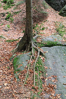 Baumwurzel, bewachsen, Natur, Bäume, Baum, Wurzel, Borke, unförmig, braun, Moos, Rock, Baumstamm, Wald, draußen, Tag, Pflanze, Land, Kofferraum, Pflanzenteil, Wachstum, keine Leute, Blatt, Ruhe, Umgebung, Schönheit in der Natur, High Angle View, Szenen - Natur, 5K, CC0, gemeinfrei, lizenzfrei