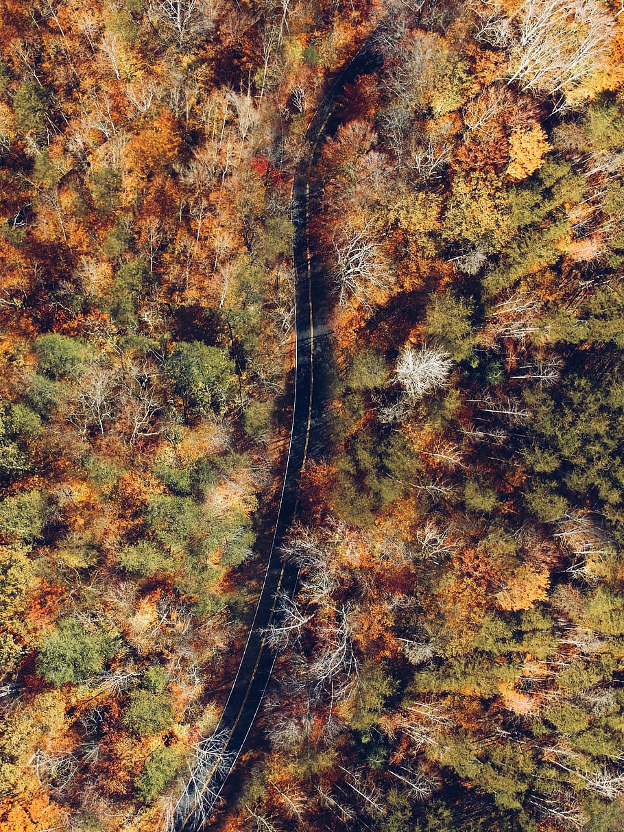 antenne, fotografering, sort, vej, top, omgivet, træer, dagtimerne, luftfoto, træ, Skov, efterår, tur, parkere, farverig, farve, fantom, Dji, kørsel, fantastiske, lave om, dag, natur, jord, ro, rolig scene, ingen mennesker, plante, skønhed i naturen, ikke-urbane scene, vækst, scenics - natur, udendørs, plante del, idyllisk, høj vinkel visning, orange farve, efterårssamling, 4K