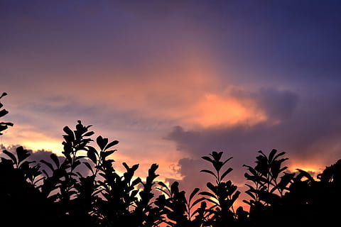 Sonnenuntergang, Wolken, Kontrast, Himmel, Sommer-, Sommerabend, Abend, dramatische Wolken, Natur, Sonne, Baum, Sonnenlicht, draußen, Silhouette, Schönheit in der Natur, wolke - himmel, Szenen - Natur, Pflanze, Ruhe, ruhige Szene, keine Leute, Dramatischer Himmel, Dämmerung, Wachstum, orange Farbe, tropisches Klima, kopieren sie platz, idyllisch, dunkel, romantischer Himmel, 4K, CC0, gemeinfrei, lizenzfrei