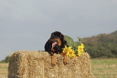 cane, mastini, fieno, pacchetto, estate, girasole, campo, giallo, agricoltura, prodotti per animali, natura, all'aperto, scena rurale, azienda agricola, persone, animale, balla, cannuccia, erba, prato, raccolto, una persona, temi animali, mammifero, un animale, domestico, animali domestici, pianta, canino, pianta fiorita, fiore, vertebrato, nessuno, cielo, giorno, paesaggio, terra, cane di razza, bocca aperta, testa di fiore, border collie, 5K, CC0, dominio pubblico, privo di copyright