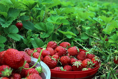 vicino, foto, Due, benne, frutti di fragola, fragole, ekoodlade, mezza estate, frutta, freschezza, cibo, rosso, fragola, biologico, estate, maturo, natura, frutti di bosco, mangiare sano, agricoltura, foglia, buongustaio, dolce, cibo e bevande, benessere, parte vegetale, nessuno, colore verde, crescita, giorno, grande gruppo di oggetti, campo, 1080P, CC0, dominio pubblico, privo di copyright