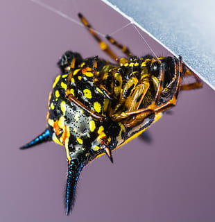 Small, Spider, Arachnid, Insect, small spider, close, one animal, animal themes, animal wildlife, animals in the wild, colored background, invertebrate, animal, close-up, no people, beauty in nature, nature, yellow, animal body part, animal wing, macro, animal antenna, fragility, focus on foreground, selective focus, purple, butterfly - insect, 2K, CC0, public domain, royalty free