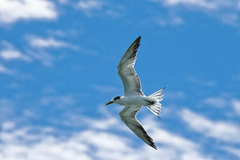 bird, common tern, flight, sky, widi islands, halmahera, indonesia, one animal, flying, animals in the wild, animal themes, cloud - sky, spread wings, day, outdoors, no people, animal wildlife, animal, seagull, vertebrate, low angle view, nature, mid-air, motion, animal body part, blue, freedom, animal wing, above, 2K, CC0, public domain, royalty free