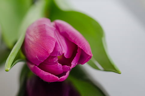a inflori, floare, roz, Violet, lalea, natură, petală, plantă, a închide, cap de floare, prospeţime, culoarea roz, planta cu flori, frumusețe în natură, inflorescenţă, vulnerabilitate, fragilitate, frunze, parte a plantelor, Trandafir, Culoarea verde, nici o persoana, în aer liber, primăvară, 4K, CC0, domeniu public, fără drepturi de autor