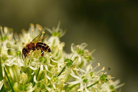 bi, blomstre, flor, stænke, bestøvning, insekt, nektar, fødeindtagelse, hvid, dyreliv, dyr i naturen, dyr, dyre temaer, hvirvelløse, et dyr, blomst, blomstrende plante, plante, skønhed i naturen, tæt på, skrøbelighed, friskhed, selektiv fokusering, sårbarhed, ingen mennesker, natur, kronblad, blomsterhoved, udendørs, 4K, CC0, offentligt domæne, royaltyfrie