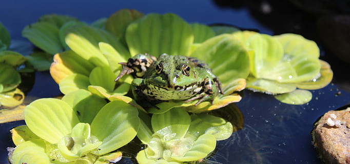 rana, stagno, laghetto da giardino, acqua, pianta acquatica, animale, verde, rana verde, stagno della rana, natura, giardino, anfibio, lattuga, creatura, vicino, insetto, ape, avvicinamento, estate, foglia, temi animali, fauna selvatica, un animale, animali allo stato selvatico, invertebrato, pianta, fiore, nessuno, bellezza nella natura, colore verde, pianta fiorita, freschezza, giorno, all'aperto, petalo, testa di fiore, impollinazione, 4K, CC0, dominio pubblico, privo di copyright