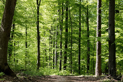 foresta, alto, alberi, foresta decidua, natura, le foglie, albero, pianta, terra, bosco, crescita, la tranquillità, tronco, tronco d'albero, bellezza nella natura, scena tranquilla, colore verde, scena non urbana, nessuno, giorno, scenics - natura, a distanza, direzione, idilliaco, all'aperto, bambù - pianta, 5K, CC0, dominio pubblico, privo di copyright