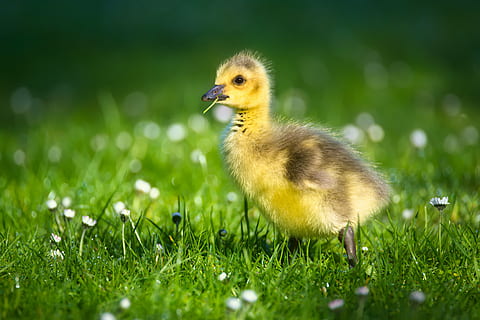 amarillo, negro, anadón, selectivo, foto, pichones, pollitos, pájaro, ganso, naturaleza, pájaro joven, Schwimmvogel, mundo animal, cerrar, primavera, prado, ansarino, hierba, temas de animales, un animal, animales en la naturaleza, enfoque selectivo, animal joven, fauna animal, animal, vertebrado, nadie, de cerca, color verde, planta, campo, tierra, al aire libre, 5K, CC0, dominio público, libre de derechos