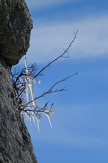 Eis, Ausbildung, Winter, kalt, Natur, Gel, Frost, Transparenz, Baum, Himmel, Flachwinkelansicht, Pflanze, keine Leute, Tag, Rock, Ast, Rock - Objekt, solide, Schönheit in der Natur, kahler Baum, draußen, Blau, Tiere in freier Wildbahn, Tier, Tierthemen, Felsformation, Tierwelt, tote Pflanze, 4K, CC0, gemeinfrei, lizenzfrei
