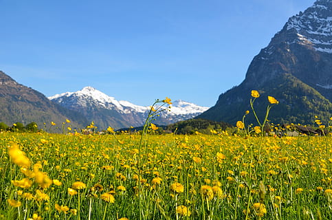 primavera, glarus, prada de primavera, florir, muntanyes, alpí, suïssa, paisatge, flor, muntanya, planta amb flors, bellesa a la natura, groc, Serra, escenics - natura, cel, planta, naturalesa, medi ambient, escena tranquil·la, camp, terra, frescor, tranquil·litat, cap gent, dia, cel clar, cim de muntanya, a l'aire lliure, muntanya nevada, 4K, CC0, domini públic, lliure de regalies