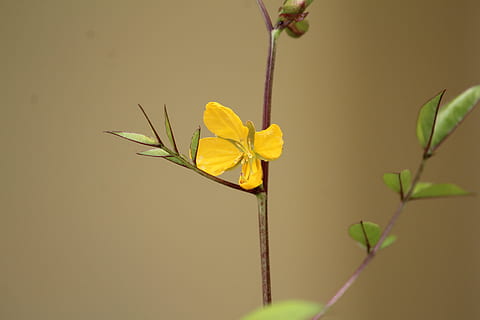 fiore, giallo, piccolo, pianta, parte vegetale, foglia, pianta fiorita, avvicinamento, bellezza nella natura, natura, nessuno, fragilità, vulnerabilità, freschezza, crescita, stelo vegetale, petalo, testa di fiore, concentrarsi sulle conoscenze acquisite, all'aperto, infiorescenza, 5K, CC0, dominio pubblico, privo di copyright