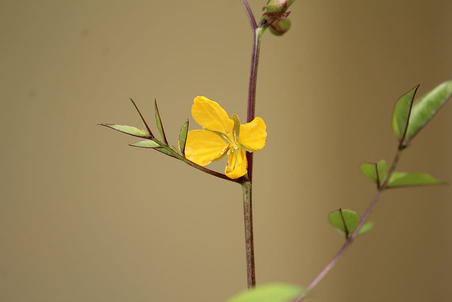 fiore, giallo, piccolo, pianta, parte vegetale, foglia, pianta fiorita, avvicinamento, bellezza nella natura, natura, nessuno, fragilità, vulnerabilità, freschezza, crescita, stelo vegetale, petalo, testa di fiore, concentrarsi sulle conoscenze acquisite, all'aperto, infiorescenza, 5K