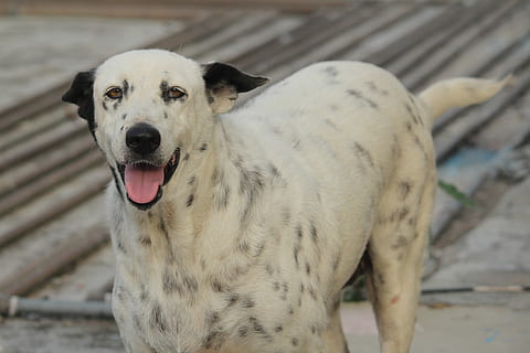 gos, perdició, bicolor, un animal, mirant la càmera, temes d'animals, retrat, a l'aire lliure, mamífer, caní, mascotes, animals domèstics, nacional, vertebrats, centrar-se en primer pla, cap gent, primer pla, dia, boca, treure la llengua, boca oberta, boca d’animals, 5K, CC0, domini públic, lliure de regalies