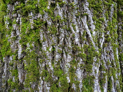 registre, molsa, escorça, escorça de xarxa, bemoost, naturalesa, planta, fons, arbre, bosc, liquen, a l'aire lliure, color verd, full, branca, creixement, tronc de l'arbre, tronc, bellesa a la natura, terra, cap gent, tranquil·litat, dia, marc complet, vista d’angle baix, escena tranquil·la, escena no urbana, bosc de pi, pi, arbre de coníferes, 4K, CC0, domini públic, lliure de regalies