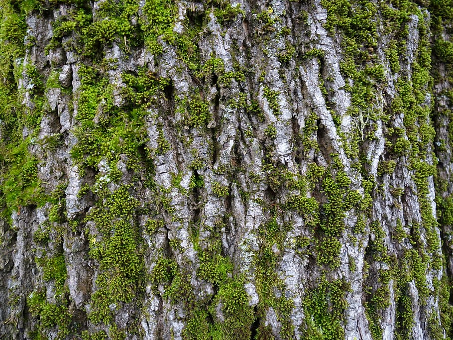 registre, molsa, escorça, escorça de xarxa, bemoost, naturalesa, planta, fons, arbre, bosc, liquen, a l'aire lliure, color verd, full, branca, creixement, tronc de l'arbre, tronc, bellesa a la natura, terra, cap gent, tranquil·litat, dia, marc complet, vista d’angle baix, escena tranquil·la, escena no urbana, bosc de pi, pi, arbre de coníferes, 4K