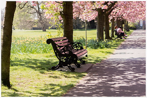 photo, black, metal bench, beside, road, park, bench, nature, spring, blossom, outdoor, sitting, person, tree, seat, woman, landscape, season, natural, grass, green, yellow, lonely, wood, wooden, london, england, uk, britain, garden, hyde, english, europe, kingdom, british, united, tourism, travel, great, scene, summer, wild, capital, colorful, vibrant, vivid, white, dramatic, purple, scenery, pink, forest, path, cherry, color, sunshine, light, sun, wilderness, greenwich, plant, growth, park - man made space, park bench, trunk, tree trunk, empty, day, beauty in nature, sunlight, absence, shadow, outdoors, footpath, no people, 5K, CC0, public domain, royalty free