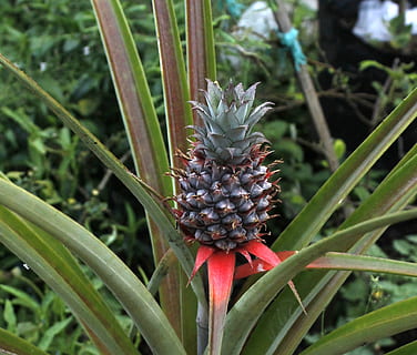 pineapple, fruit, plant, food, freshness, nature, leaf, ripe, organic, summer, healthy Eating, close-up, growth, food and drink, green color, tropical fruit, plant part, no people, beauty in nature, day, land, field, focus on foreground, outdoors, plantation, 1080P, CC0, public domain, royalty free